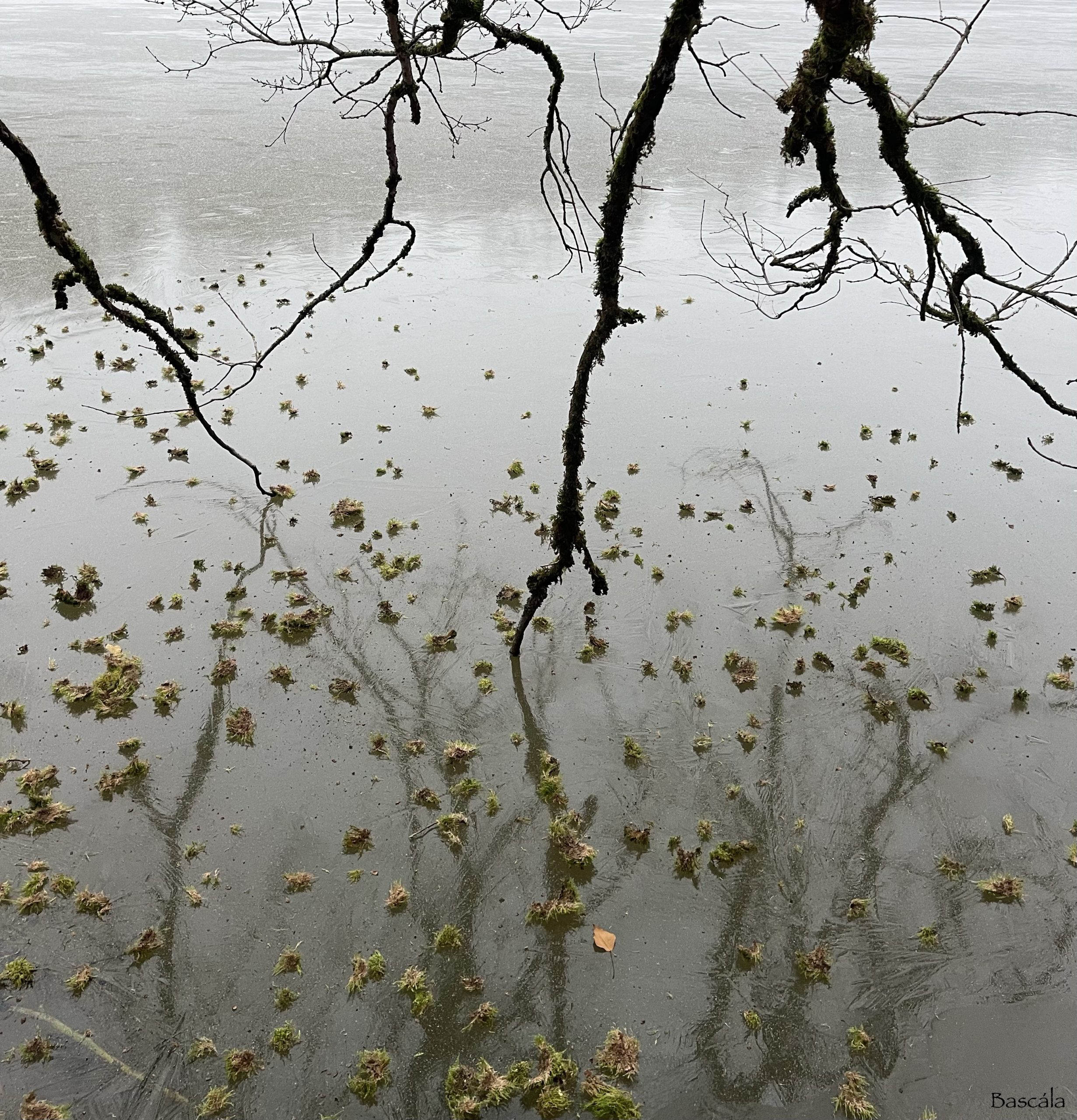 photo d'une branche sur un lac gelé